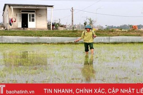Phòng trừ đúng kỹ thuật, không để ốc bươu vàng và rầy lưng trắng gây hại lúa hè thu ở Hà Tĩnh