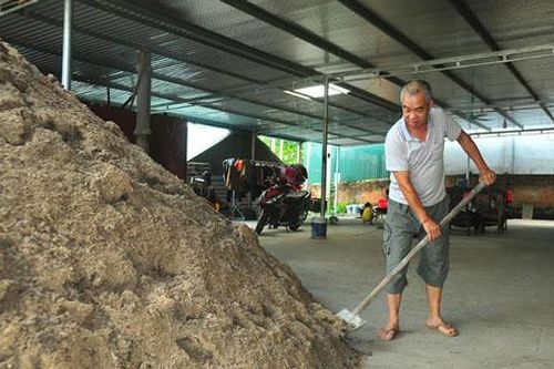 Yên Bái: Làm giàu từ trồng nấm rơm