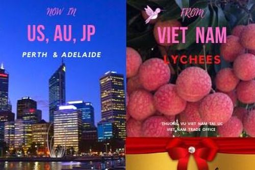 Vải U hồng Việt Nam chuẩn bị cập cảng Australia