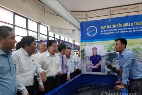 Kết nối sản xuất – tiêu thụ nội địa các sản phẩm cá tra