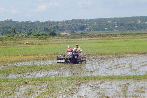 Ia Grai đẩy nhanh tiến độ gieo trồng vụ mùa
