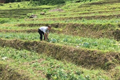 Xã A Mú Sung: Mất mùa vụ rau ôn đới