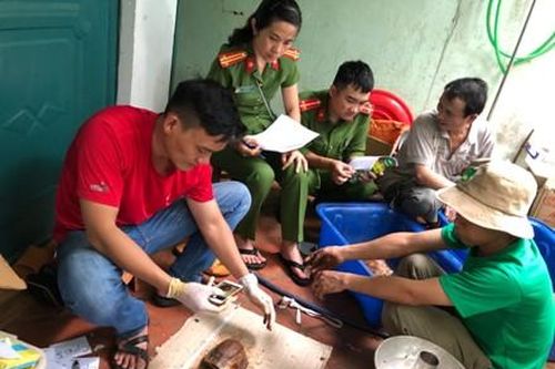 Cứu hộ thành công nhiều động vật hoang dã quý hiếm