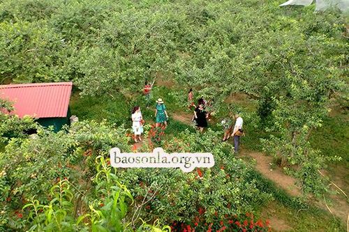Dịch vụ hái quả ở tiểu khu Pa Khen
