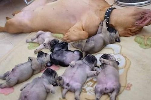 Chăm con thơ quá mệt, chó mẹ lăn ra ngủ, nhìn tướng ngủ của cả đàn dân mạng gật gù: 'Đúng là con nhà tông!'
