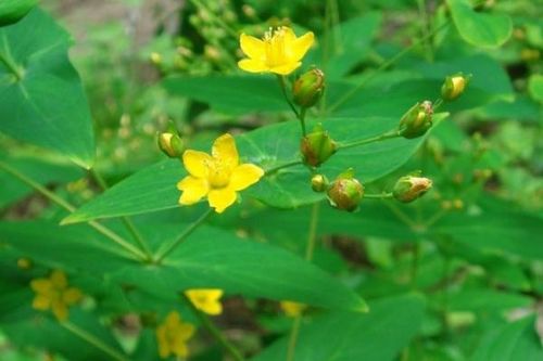 Cây ban lá dính - vị thuốc kháng virus