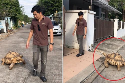 Rùa Sulcata dạo phố cùng chủ ở Thái Lan