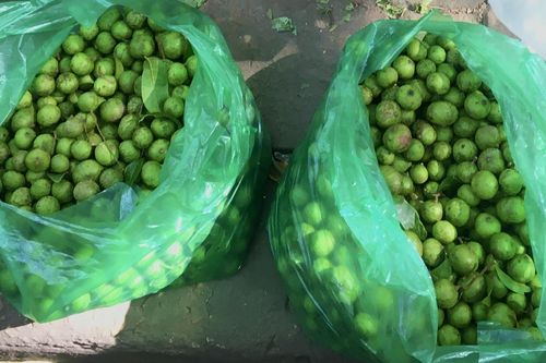 Trèo hái sấu tươi bán vỉa hè kiếm tiền triệu mỗi ngày