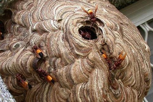 Bị ong vò vẽ đốt 150 vết, một người thiệt mạng
