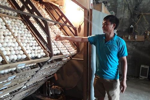 Người nông dân bắt gà 'đẻ' tiền tỷ