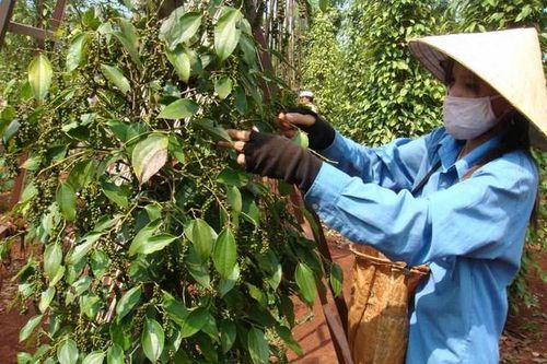 Giá hồ tiêu hôm nay 10/6: Vẫn tiếp tục tăng