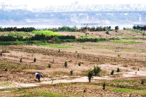 Hà Nội lần đầu cho phép xây dựng kết cấu giản đơn để sản xuất nông nghiệp trên đất bãi sông