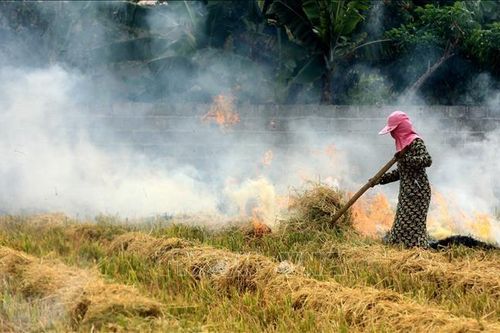 Cảnh báo ô nhiễm không khí tại miền bắc do đốt rơm rạ