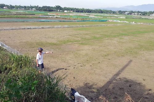 Nguy cơ trắng tay vì hạn hán kéo dài