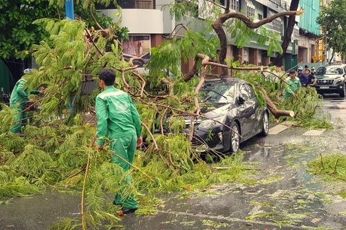 Cần Thơ: Giông lốc quật ngã hàng loạt cây xanh