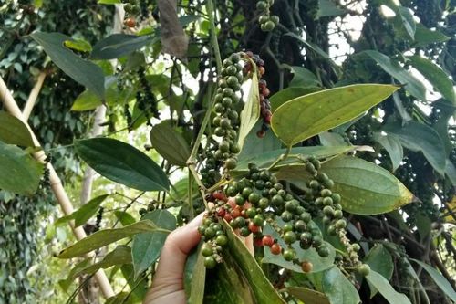 Giá cà phê hôm nay 10/6 bất ngờ giảm sâu, hồ tiêu tăng sốc