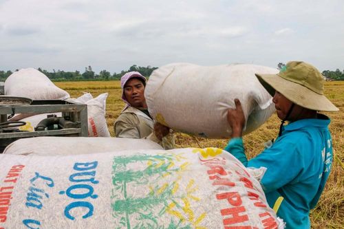 Việt Nam trúng thầu bán 60.000 tấn gạo cho Philippines