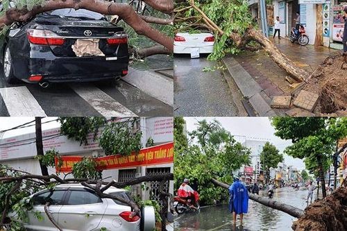 Cây xanh bật gốc 'ngã' la liệt, đè bẹp loạt xế hộp ở Cần Thơ