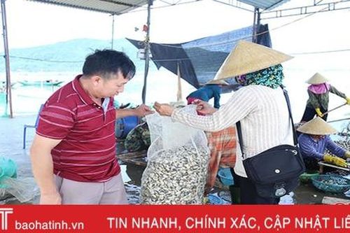 Thị trường ưa chuộng, ngao Mai Phụ thu hoạch đến đâu bán hết tới đó