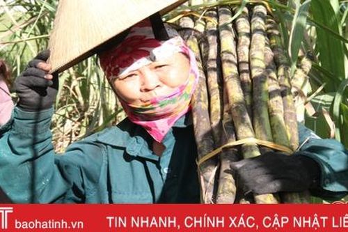 Trồng mía ép nước giải khát, một nông dân Hà Tĩnh ước thu 300 triệu đồng