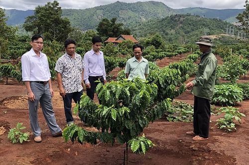 Tưới tiết kiệm nước trên cây cà phê: Giảm chi phí, tăng năng suất