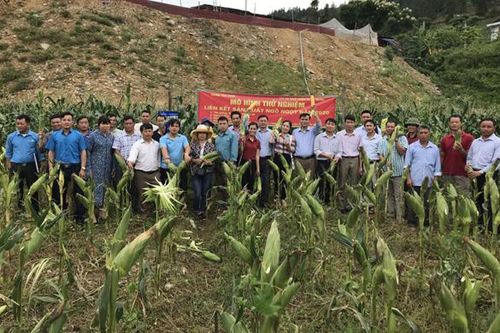 Si Ma Cai: Mô hình trồng ngô ngọt cho hiệu quả kinh tế cao
