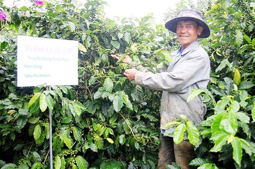 Vùng ven Đà Lạt đẩy mạnh trồng cây công nghiệp theo hướng VietGAP