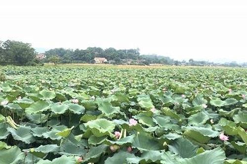 Tam Nông- Dịch vụ tham quan đầm sen hút khách