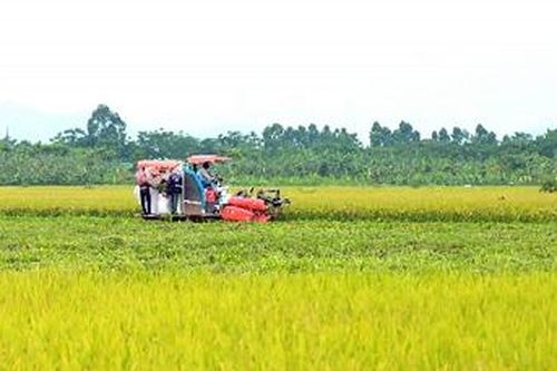 Lâm Thao: Năng suất lúa vụ chiêm xuân ước đạt 64 tạ/ha