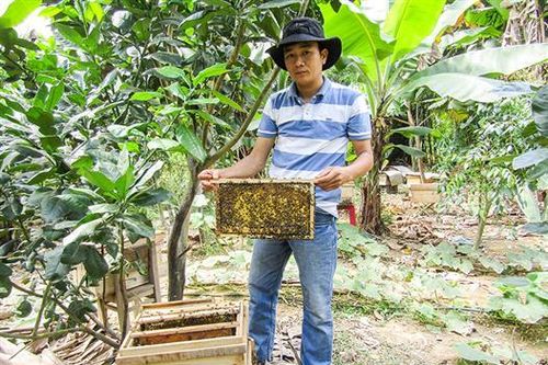 Hội viên nông dân nuôi ong lấy mật cho thu nhập cao