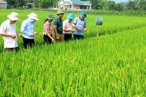 Khảo nghiệm giống lúa mới - nâng cao năng suất, chất lượng
