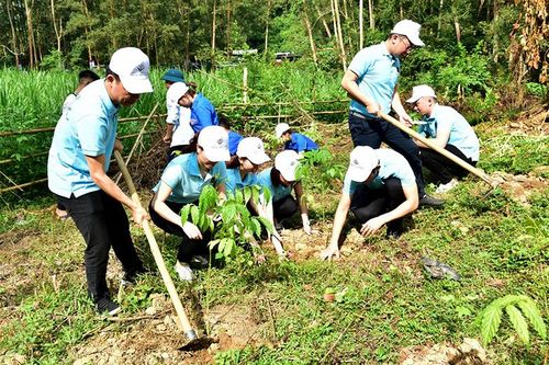 Thêm cây xanh, thêm sự sống