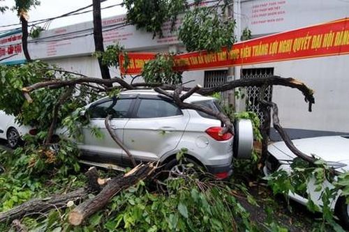Nhiều ô tô bị cây ngã đè trong mưa