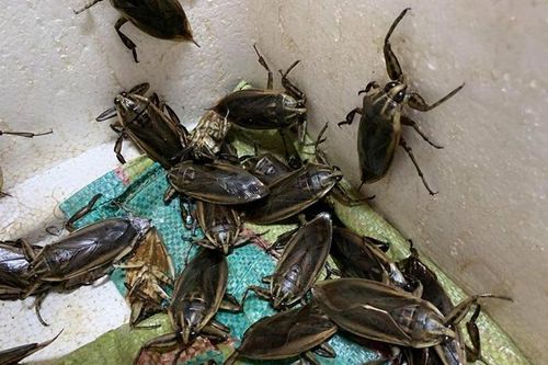 'Chợ' mạng sốt xình xịch bán 50.000 đồng/con cà cuống