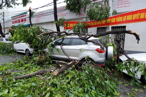 Cây đổ ngổn ngang, đè hàng loạt ô tô sau mưa giông ở Cần Thơ