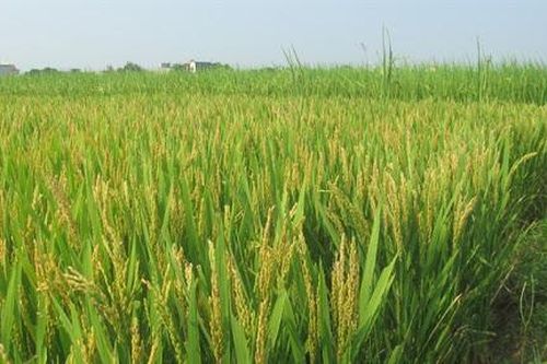 Vụ mùa 2020, Hà Nội gieo trồng khoảng 1.061ha lúa Japonica