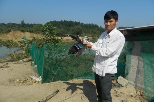 Giấc mơ đại gia từ…vịt trời