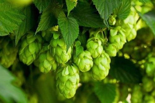 Acid đắng trong hoa bia giúp phòng ngừa suy giảm nhận thức
