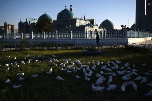 Nhà thờ ở Afghanistan đóng cửa vì dịch, chim chết như ngả rạ trước cửa
