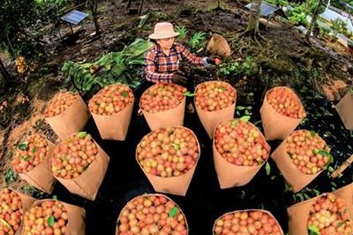 Xây dựng tiêu chuẩn gắn với chuỗi cung ứng