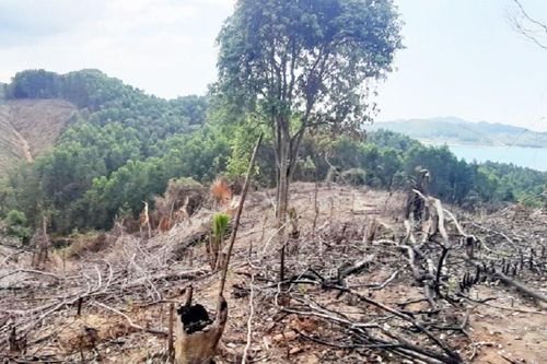 Vì sao Thừa Thiên – Huế để mất 807ha rừng tự nhiên?
