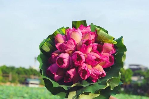 Mùa của những người yêu hoa sen