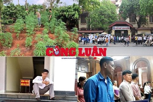 Bản tin pháp luật 8H: Hai anh em sinh đôi 'xen canh' hàng trăm cây cần sa trên rẫy cà phê