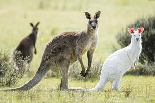 Top 10 sự thật bất ngờ về loài động vật mang tính biểu tượng của Australia