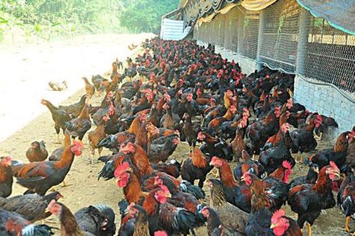 Yên Bái: Làm giàu từ mô hình nuôi gà Minh Dư thả vườn