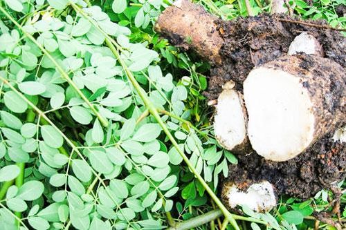 Những bài thuốc hay từ cây chùm ngây