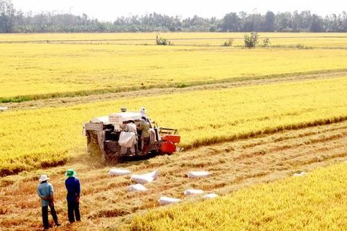 ĐBSCL: Gia tăng diện tích lúa hay giữ 'túi chứa nước'