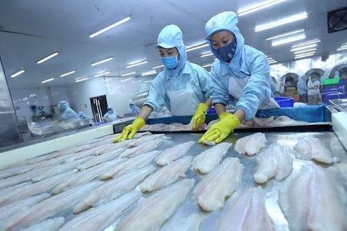 Xuất khẩu cá tra sang EU tiếp tục gặp khó