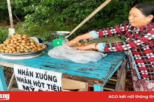 Nhãn xuồng đầu mùa đạt mức 80.000 đồng/kg