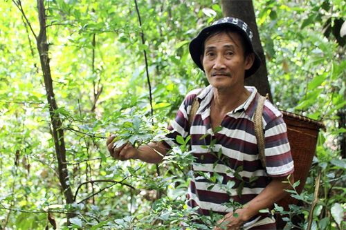 Mùa hái ''rau'' rừng